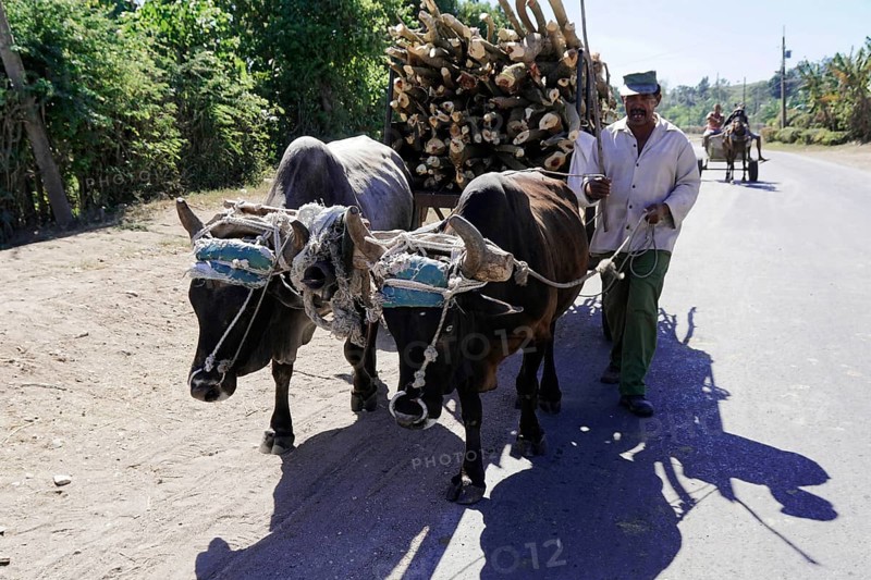 Oxcart near Holguin, Cuba, Cuba, man leading oxen pulling a cart with timber along a village road, Greater Antilles, Caribbean, Central America, America, Central America