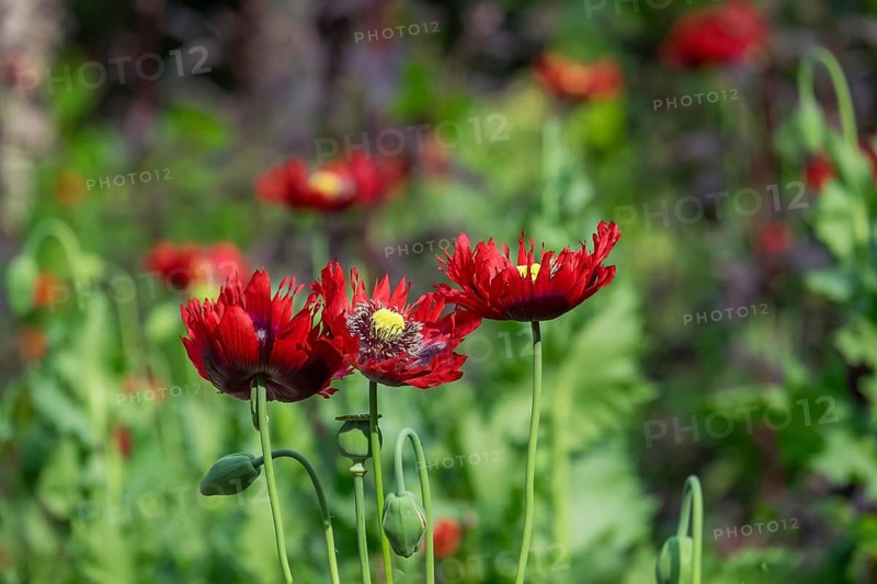Red poppies (papaver) in a flower bed, the Netherlands