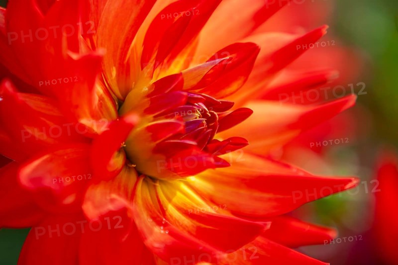 Close-up of a bright red dahlia with yellow center, Palatinate, Rhineland-Palatinate, Germany