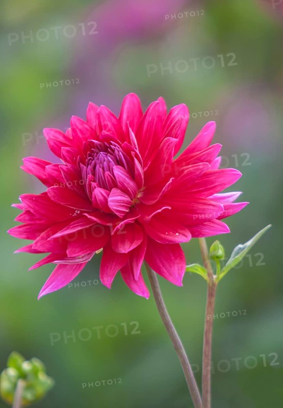 Red dahlia in full bloom against blurred green background, Palatinate, Rhineland-Palatinate, Germany