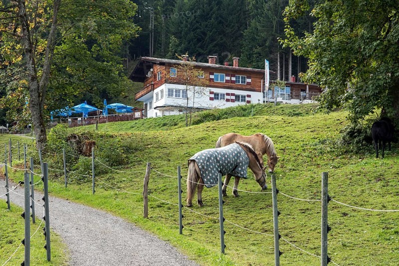 Horses in the pasture, behind Berggasthof Bergkristall, Oberstdorf, Oberallgäu, Allgäu, Bavaria, Germany