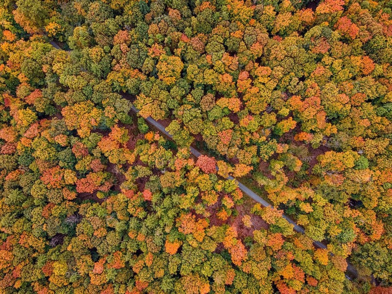 The leaves of the trees in the Bad Homburg city forest turned colorful in autumn. (aerial view with a drone), Stadtwald, Bad Homburg, Hesse, Germany