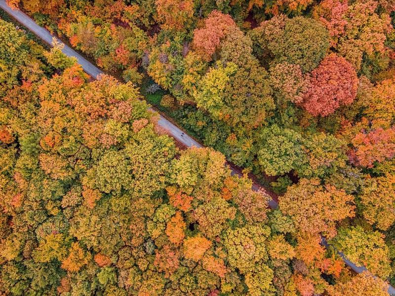 Two joggers run through the autumn-colored Bad Homburg city forest. (aerial view with a drone), Stadtwald, Bad Homburg, Hesse, Germany