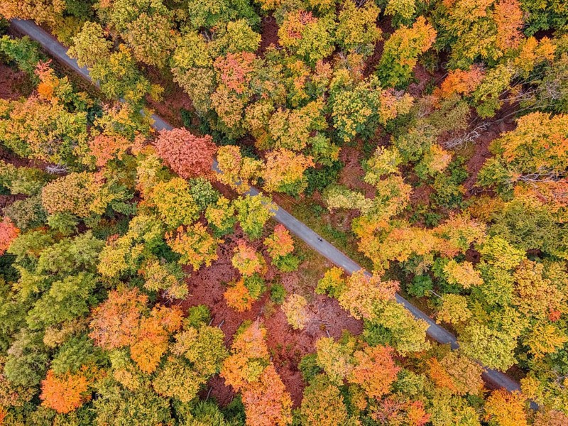 A cyclist rides through the autumn-colored Bad Homburg city forest. (aerial view with a drone), Stadtwald, Bad Homburg, Hesse, Germany