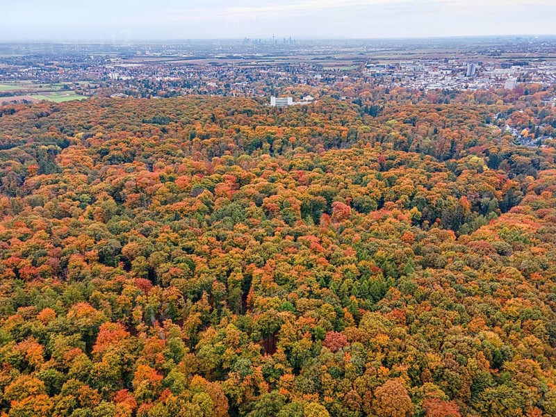 Behind the colorful autumn trees of the Bad Homburg City Forest, the skyscrapers of Frankfurt's banking skyline rise on the horizon. (aerial view with a drone), Stadtwald, Bad Homburg, Hesse, Germany