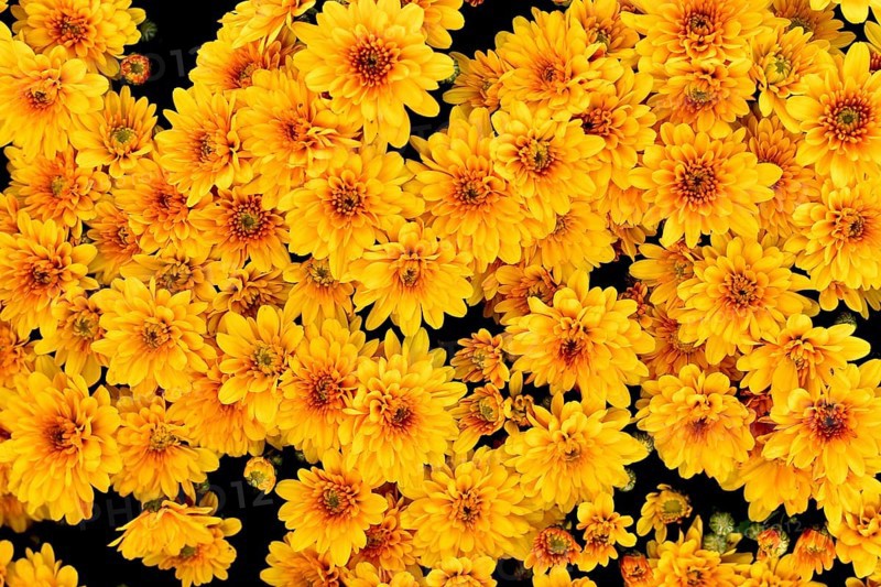 Top view of many yellow chrysanthemums flowers