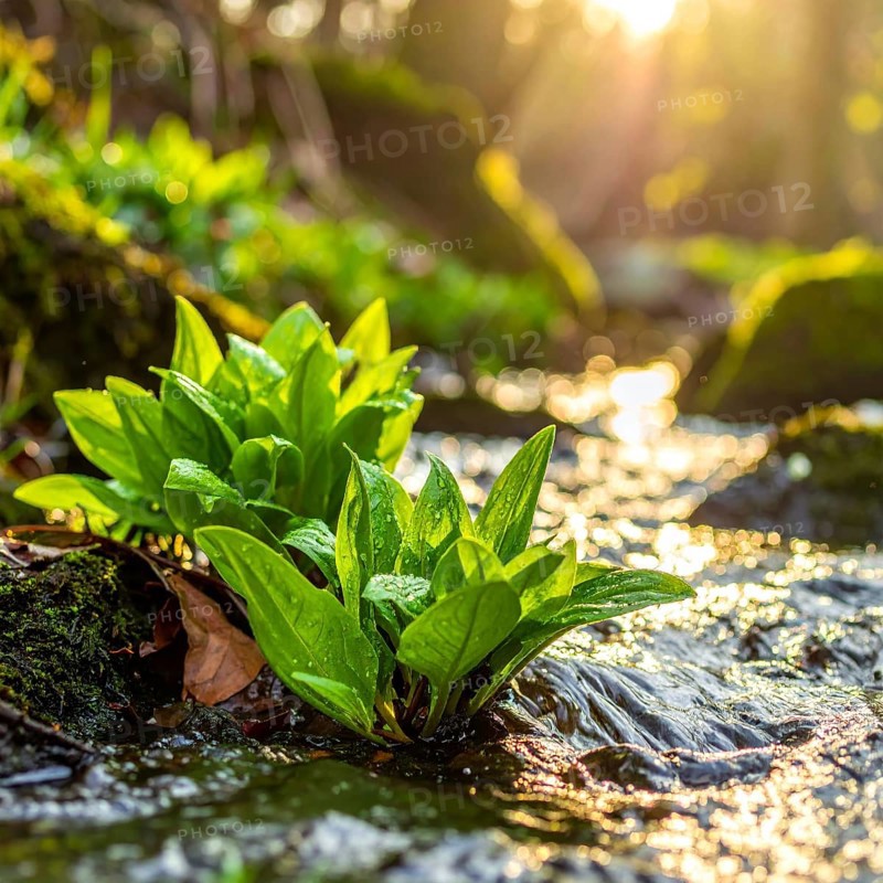 Beautiful spring detailed stream of fresh water, vibrant blooming young green plants, wallpaper banner for springtime and summer nature concept, AI generated