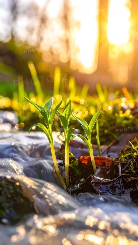 Beautiful spring detailed stream of fresh water, vibrant blooming young green plants, wallpaper banner for springtime and summer nature concept, AI generated