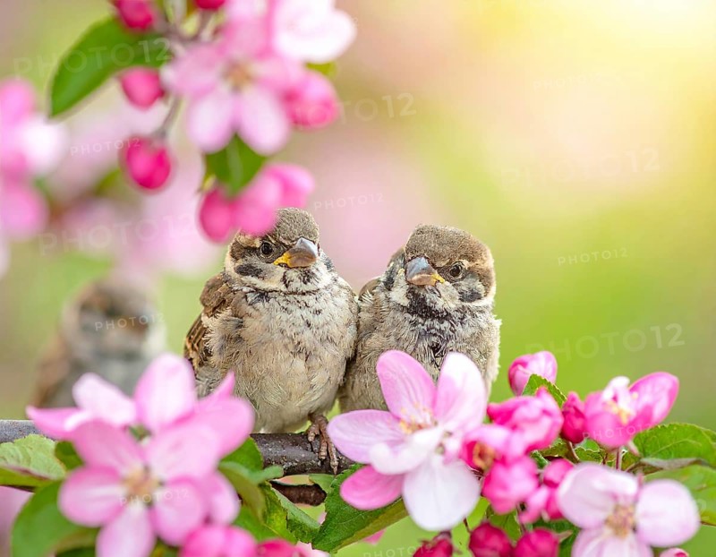 Small funny Sparrow Chicks sit in the garden surrounded by pink Apple blossoms on a Sunny may day, AI generated