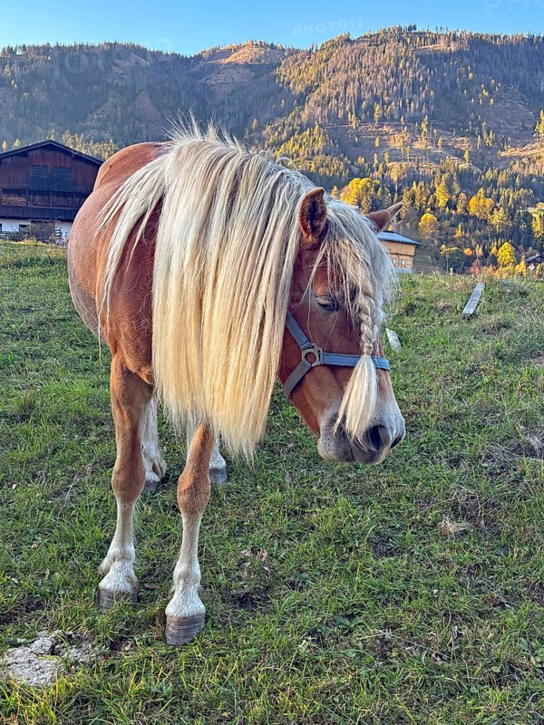 Horse walks across a pasture, green and colorful mountain slopes behind it, autumn, braid, hairstyle, Innichen, Drau, Drau cycle path, South Tyrol, Italy
