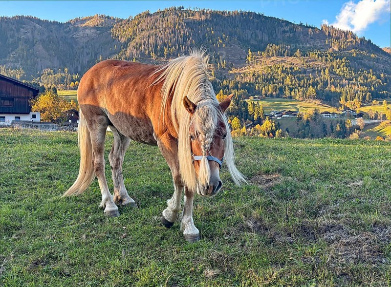 Horse walks across a pasture, behind it green and colorful mountain slopes, braid, haircut, Innichen, Drau cycle path, South Tyrol, Italy