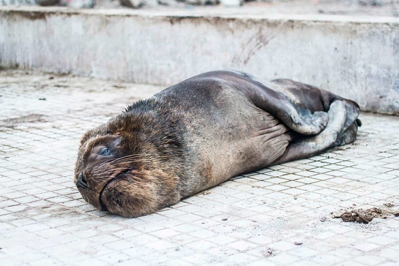 South American fur seal (Arctocephalus australis). Iquique, Tarapaca Region, Chile. 20.11.15
