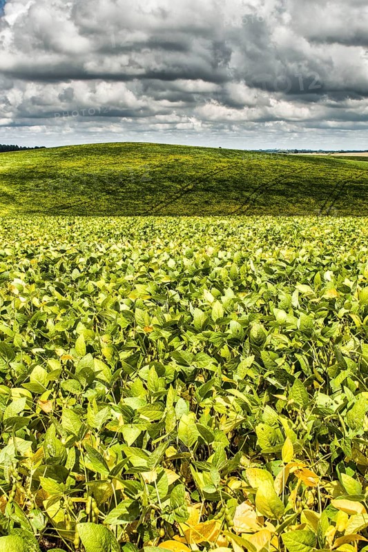 Plantação de soja no Assentamento da Fronteira. Dionísio Cerqueira, Santa Catarina, Brasil. / Soybean plantation. Dionísio Cerqueira, Santa Catarina, Brazil