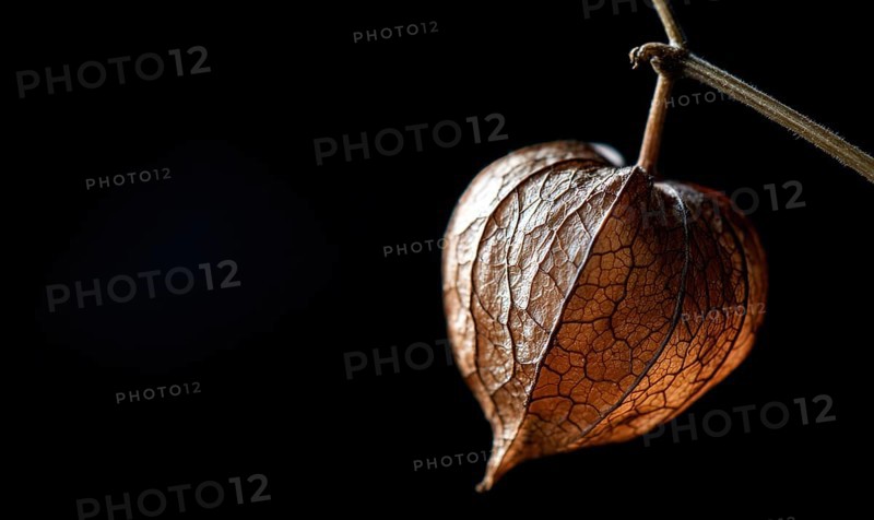 A leafy flower with a brown center is hanging from a branch. The flower is surrounded by a dark background, which emphasizes its beauty and contrast. AI generated
