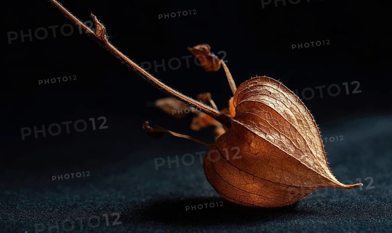 A leaf is on a black background. The leaf is brown and has a heart shape. The leaf is alone and not part of a plant. AI generated