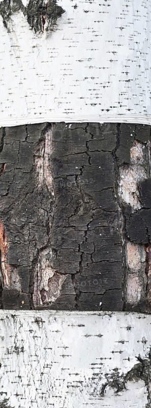 Birch bark background