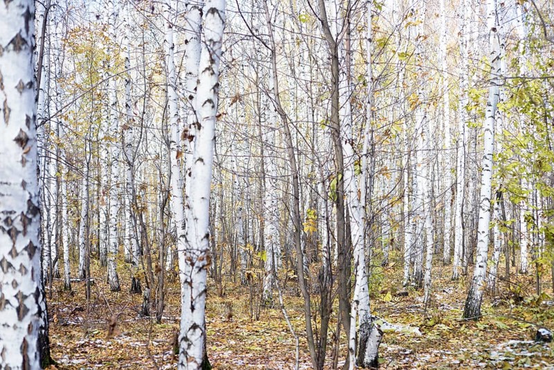 Winter birch forest