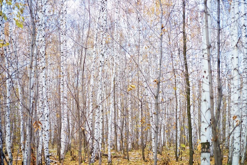 Autumn birch forest