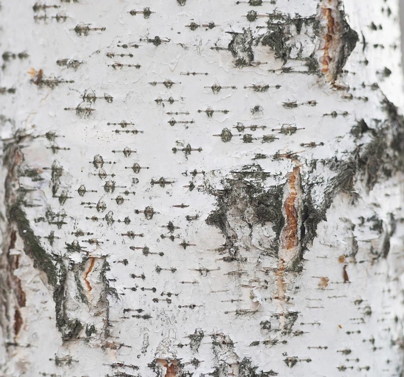 Birch bark background
