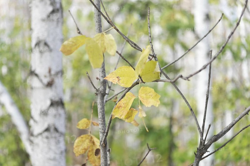Dry leaves in a forest