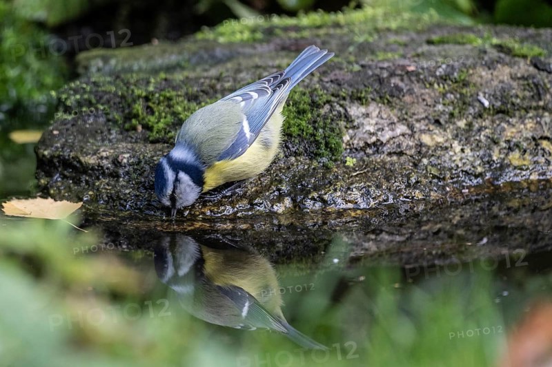 Blue tit (Parus caerulea), drinking, Emsland, Lower Saxony, Germany