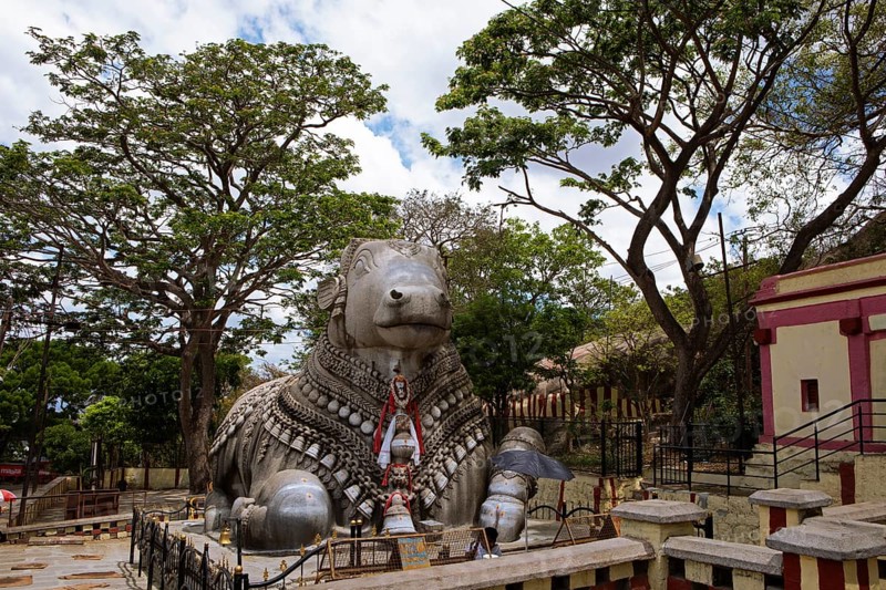 Nandi bull, monolithic statue of a bull on Chamundi Hill, Mysore or Mysore, Karnataka, India