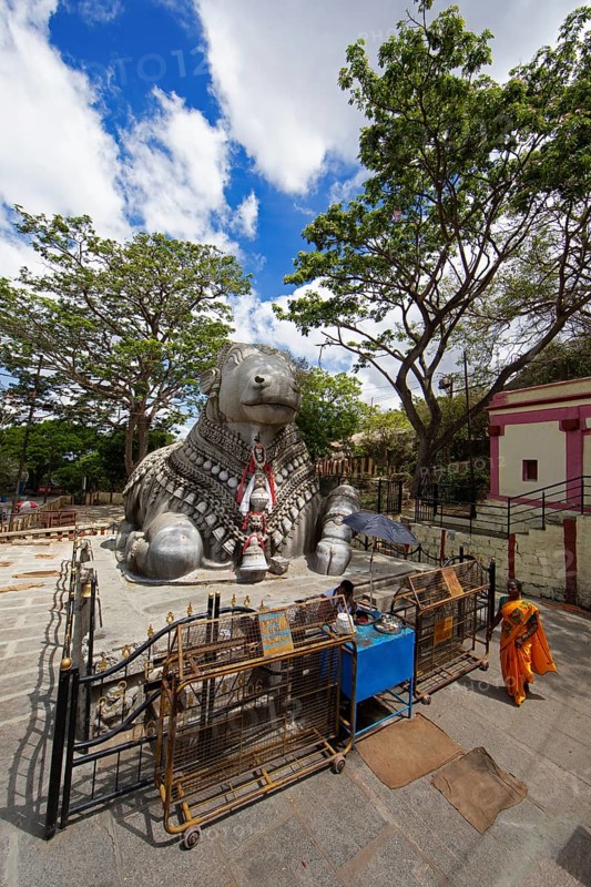 Nandi bull, monolithic statue of a bull on Chamundi Hill, Mysore or Mysore, Karnataka, India