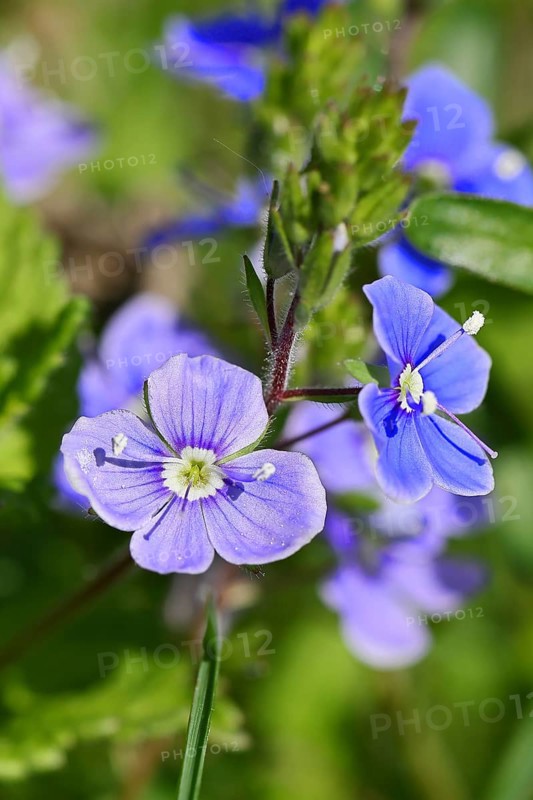 Gamander Speedwell (Veronica chamaedrys), loyal to men, blossoms in a deciduous forest, blue blossom, spring, Wilnsdorf, North Rhine-Westphalia, Germany