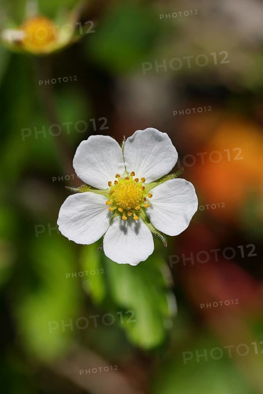 Forest strawberry (Fragaria vesca), in bloom, wild strawberry blossom, close-up, Wilnsdorf, North Rhine-Westphalia, Germany