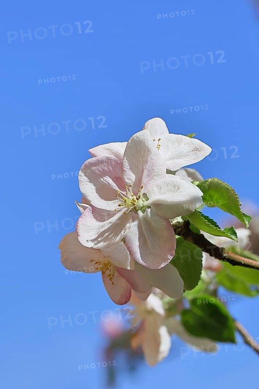 Apple blossoms (Malus), white open flower with blue sky in the background, close-up, Wilnsdorf, North Rhine-Westphalia, Germany