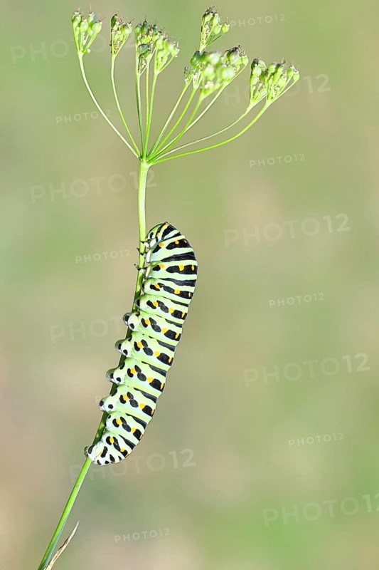 Swallowtail caterpillar (Papilio machaon), caterpillar sitting on wild carrot (Daucus carota), Trupbacher Heide nature reserve with heaths and lean grasslands, former military training ground, Siegerland, North Rhine-Westphalia, Germany