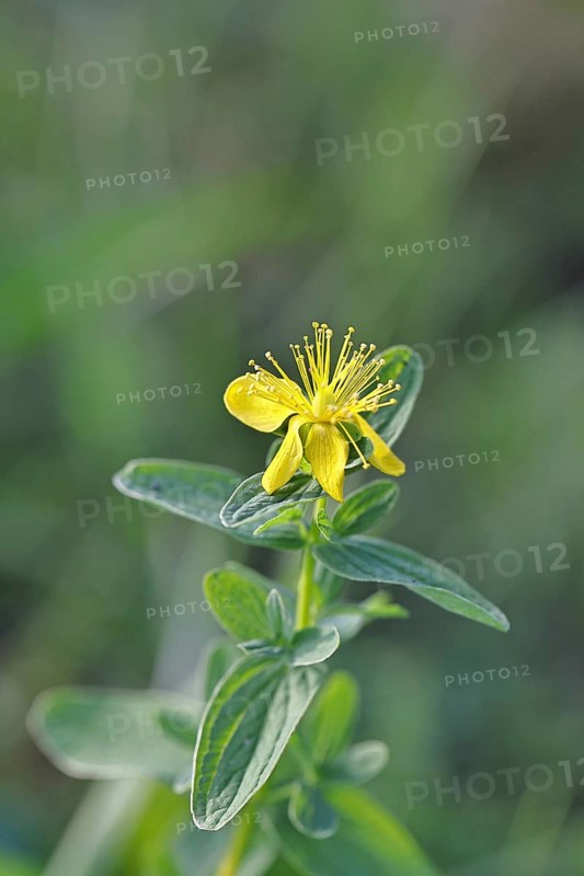 St. John's wort (Hypericum perforatum), spotted St. John's wort or common St. John's wort (Hypericum perforatum), medicinal plant, blooming, Wilnsdorf, North Rhine-Westphalia, Germany