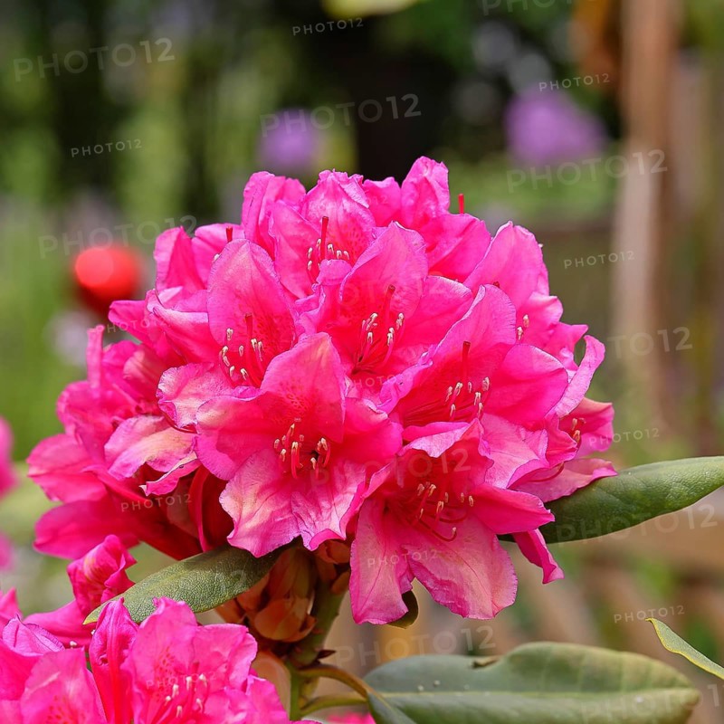 Rhododendron flowers (Rhododendron Homer), red flowers, in a garden, Wilndorf, Nordrehin-Westphalia, Germany