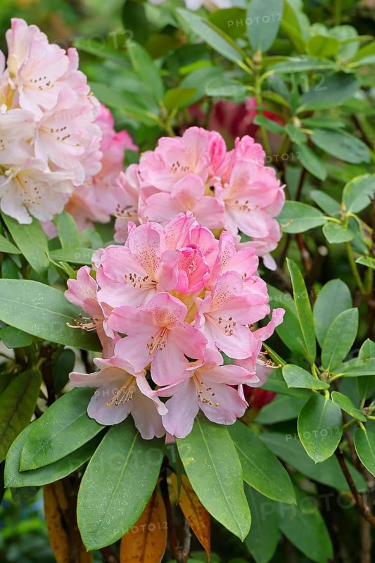 Rhododendron flowers (Rhododendron Homer), salmon-colored flowers, in a garden, Wilndorf, North Rhine-Westphalia, Germany
