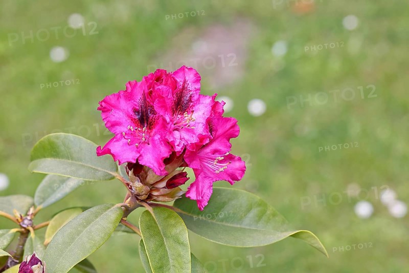 Rhododendron flowers (Rhododendron Homer), red flowers, in a garden, Wilnsdorf, North Rhine-Westphalia, Germany