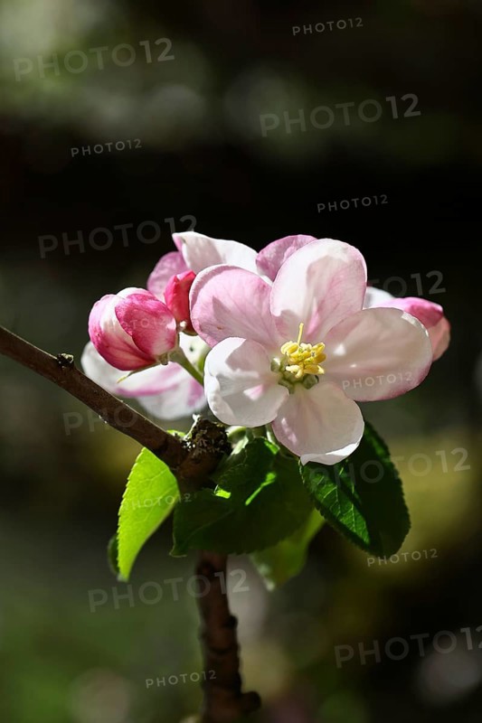 Apple blossoms (Malus), red flowers still closed and white open flower with black background, close up, Wilnsdorf, North Rhine-Westphalia, Germany