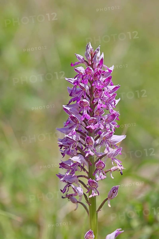 Helmet orchid (Orchis militaris), inflorescence, Rhineland-Palatinate, Germany