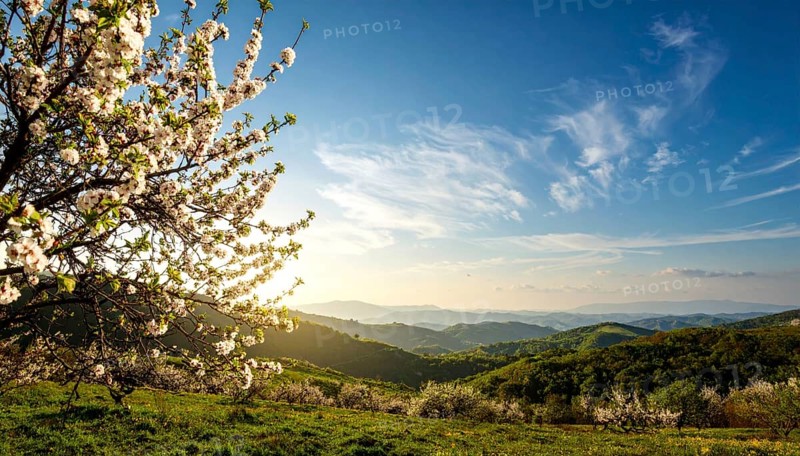 Landscape with a blooming apricot tree, idilyc spring nature, green grass and mountains in background, blue cloudy sky in sunset web banner spring time concept, AI generated