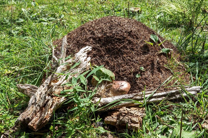 Construction of forest ants (Formica), Oberallgäu, Allgäu, Bavaria, Germany