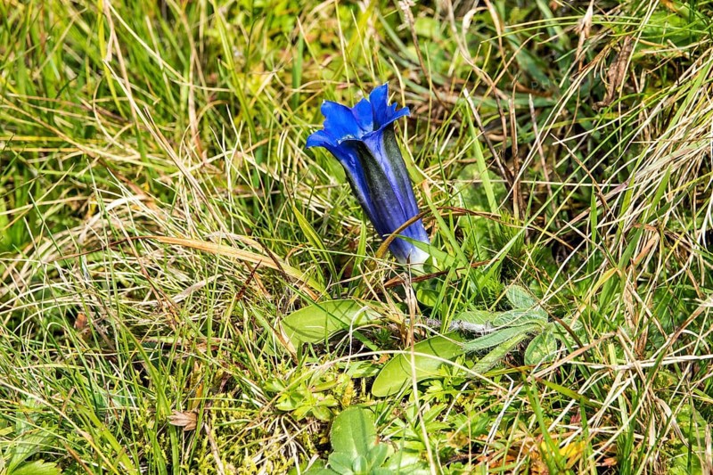 Alpine gentian (Gentiana alpina), blooming, Oberallgäu, Allgäu, Bavaria, Germany