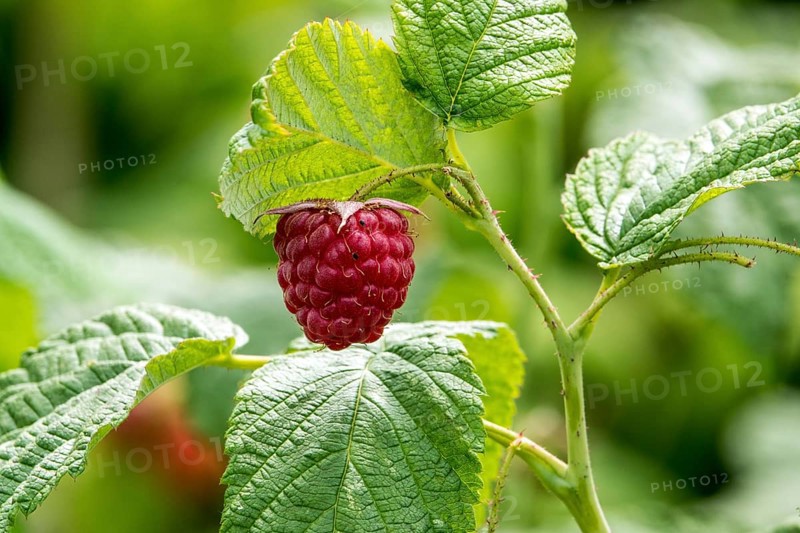 Raspberry (Rubus idaeus), ripe fruit, Baden-Württemberg, Germany
