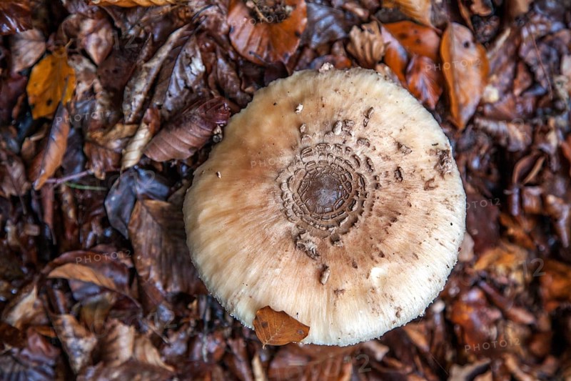 Parasol or giant umbrella fungus (Macrolepiota procera), Oberallgäu, Allgäu, Bavaria, Germany