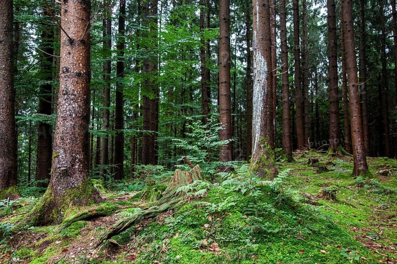 Forest soil covered with moss between trees, near Schöllang, Illertal, Oberallgäu, Allgäu, Bavaria, Germany