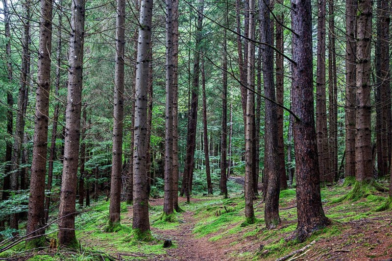 Hiking trail through moss-covered forest between trees, near Schöllang, Illertal, Oberallgäu, Allgäu, Bavaria, Germany