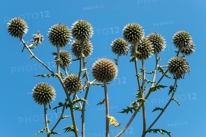 Globular thistles (Echinops), Baden-Württemberg, Germany
