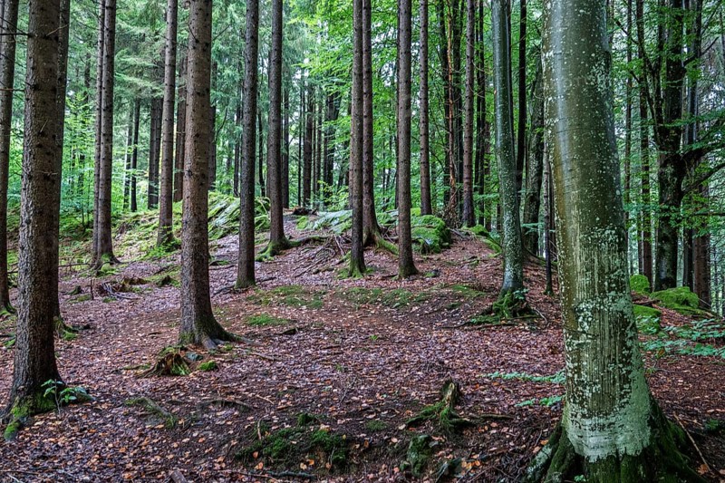 Herbstwald, near Schöllang, Illertal, Oberallgäu, Allgäu, Bavaria, Germany