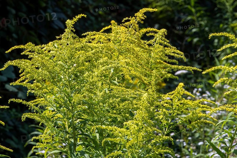 Flower of giant goldenrod (Solidago gigantea), Baden-Württemberg, Germany