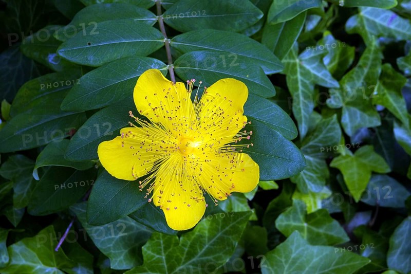 St. John's wort (Hypericum perforatum), flower, Baden-Württemberg, Germany