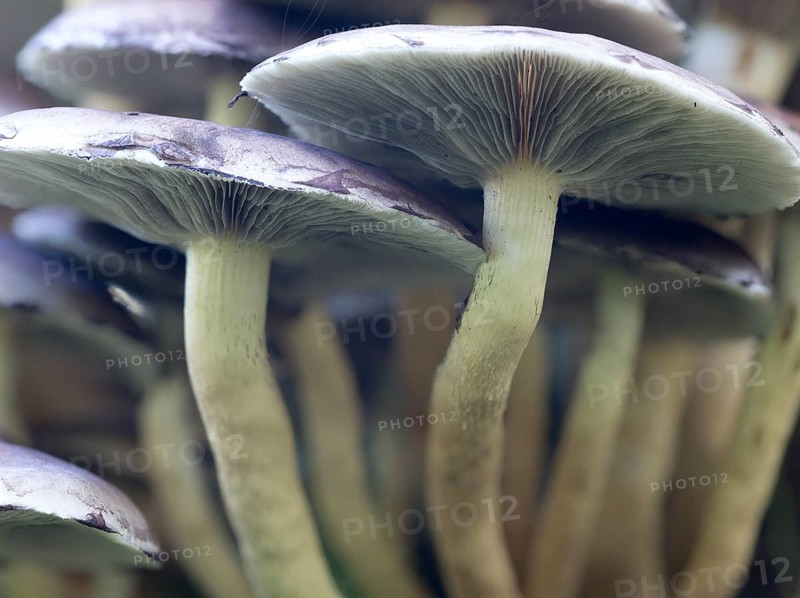 Sulphur Tuft (Hyholoma faciculare), Sennestadt, North Rhine-Westphalia, Germany