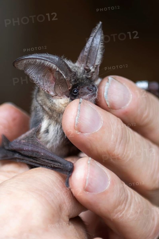 Brown long-eared (Plecotus auritus), released after ringing, Brandenburg, Germany